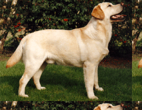 Blondella-Bonny-Lad